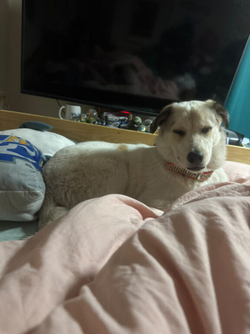 10 month old puppy looking for a new home.