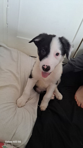 Beautiful Border Collie boy