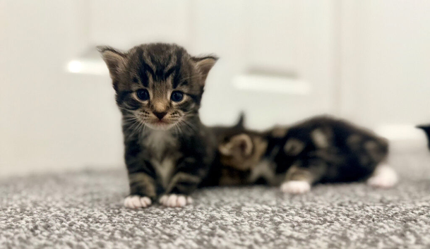 Exceptional Turkish Angora x Kittens in Belper