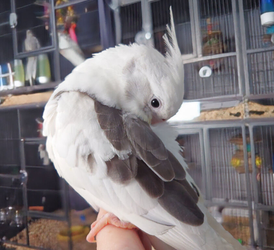 Hand reared silly tame DNA sexed baby cockatiels