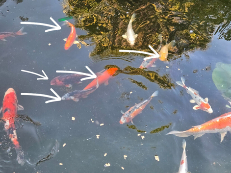 Koi fish for sale