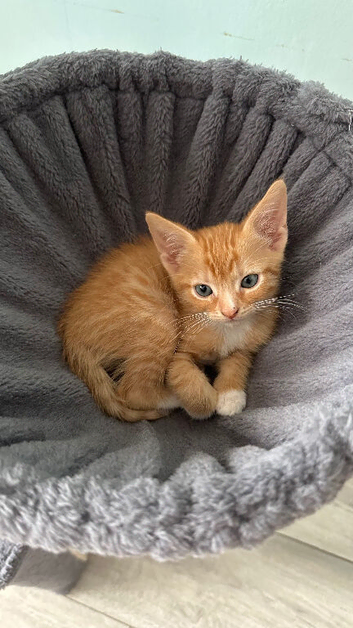 Kittens