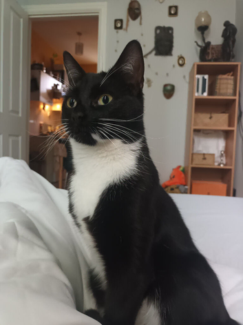 Lost cat