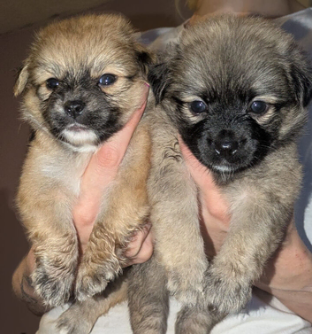 Jack Russell/Pomeranians