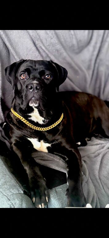 10 month female corso for rehoming