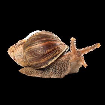 2 Giant African land snails FREE