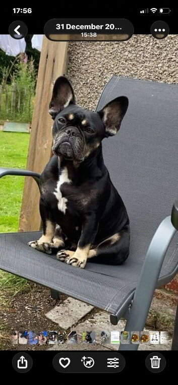 French bulldog puppies for sale