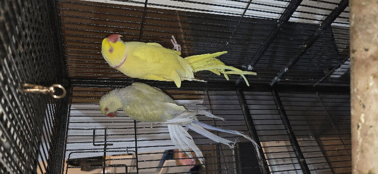 Ring neck pair