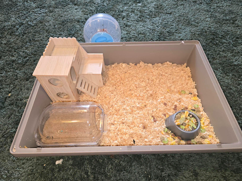 Little boy Syrian hamster and cage