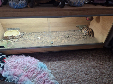 Mediterranean spyedthured tortoise