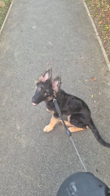 German shepherd puppy