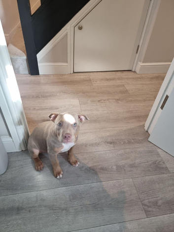 Female pocket bully 12 weeks