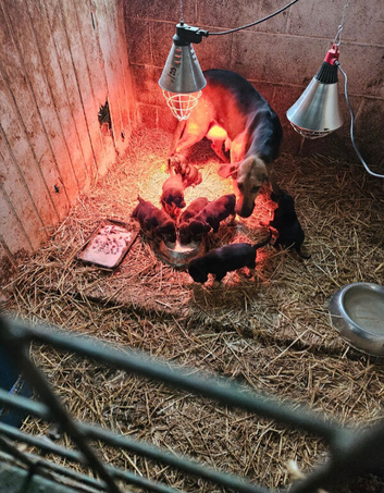 Labradore x bloodhound