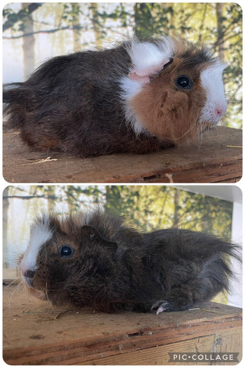 Baby girl guinea pigs