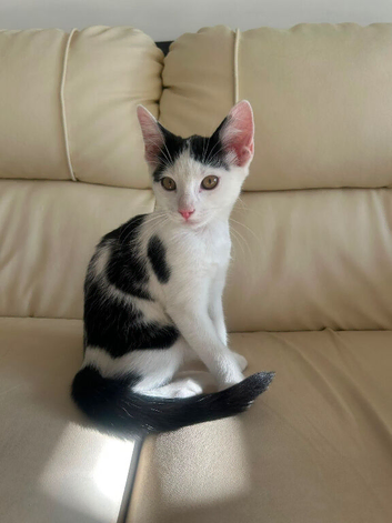 ️ Adorable & Playful Kitten Looking for a Loving Forever Home