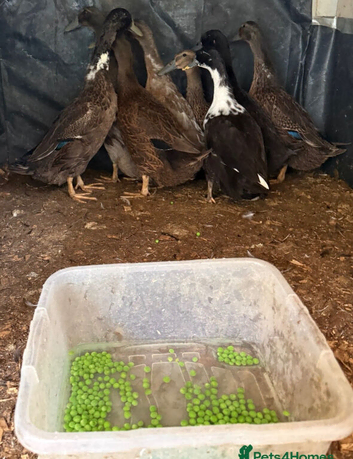 Duck