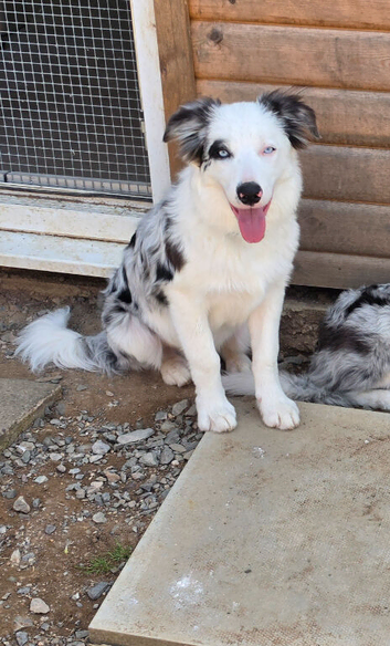 Border collie- Blue Merle