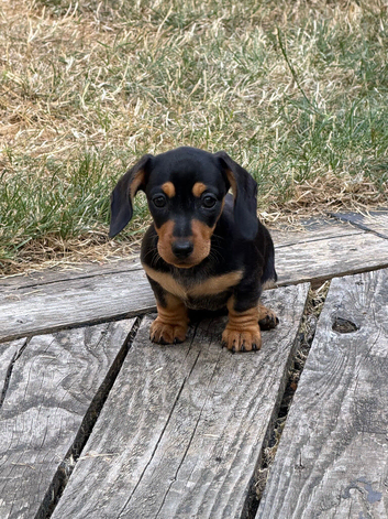 Miniature dachshund puppy