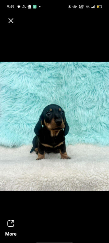 Dachshund puppy