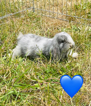 Rabbits ready now