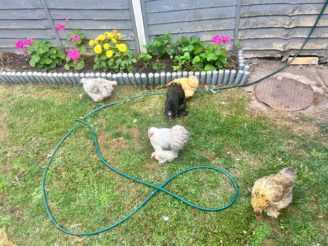 Pekin bantam cross