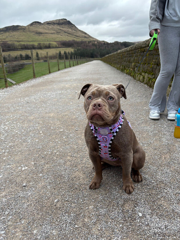 Olde thyme English bulldog
