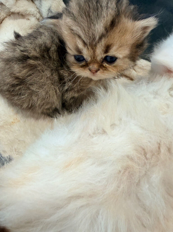 One sable female Persian left