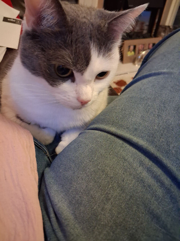 Female beautiful neautred cat