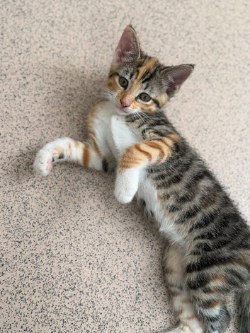 9 weeks old