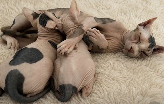 Male 10 week Sphynx