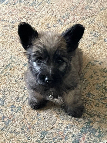 Skye Terrier Puppies. Rare breed