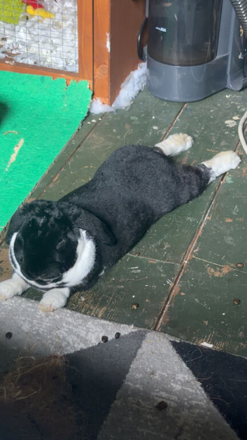 Rex mini lop mix