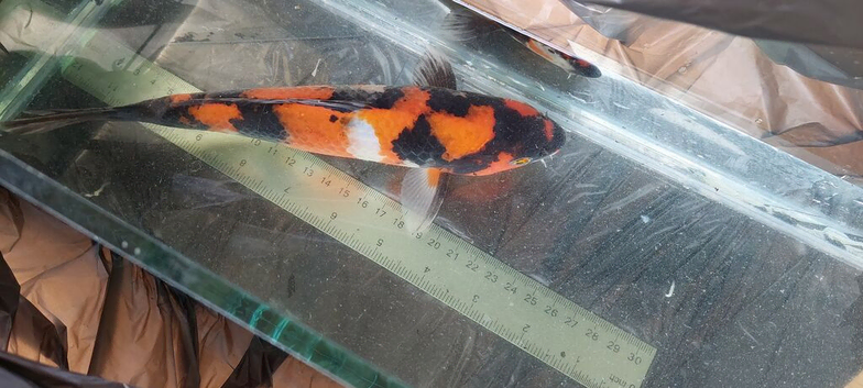 Koi Showa male 27cm
