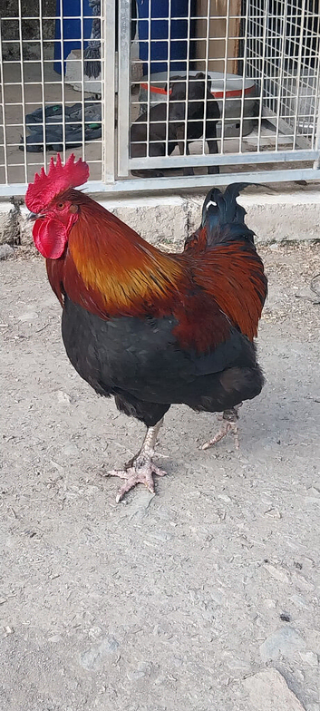 Black copper Maran cockrel