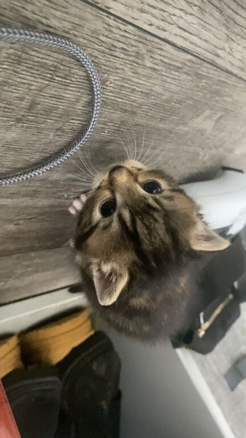 Kittens for sale