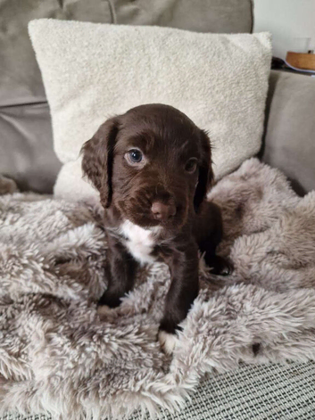 Sprocker spaniels