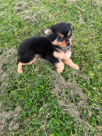 Pomeranian pup