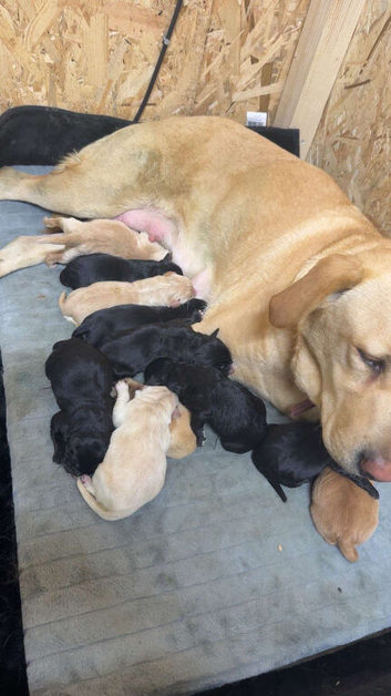 Beautiful Labrador x Bernedoodle Puppies