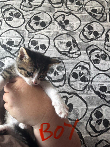 Kittens for sale
