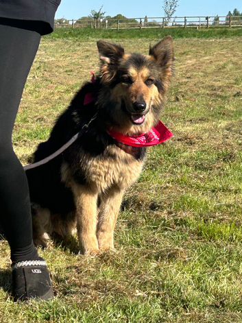 Female German Shepherd