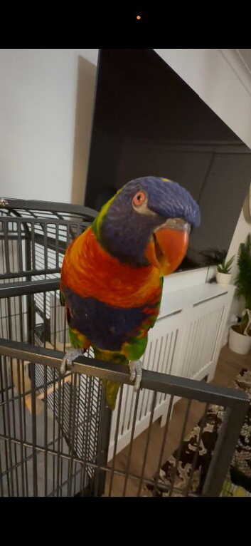 Silly tame lorikeet for sale