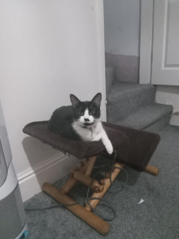 2 year old playful cat