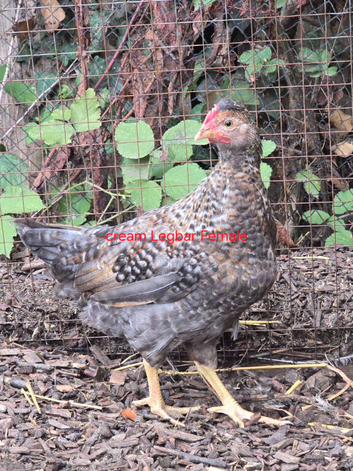 Chickens for sale