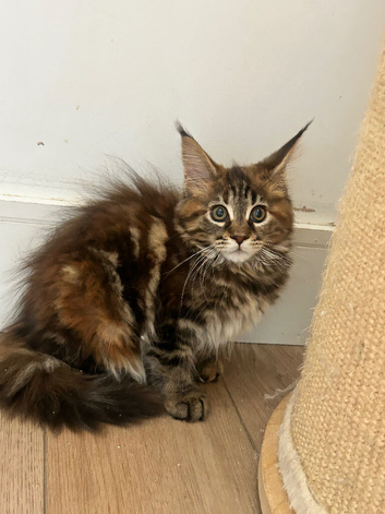 Female mainecoon kitten ready now at 14 weeks