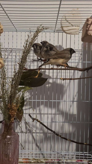 Zebra Finch