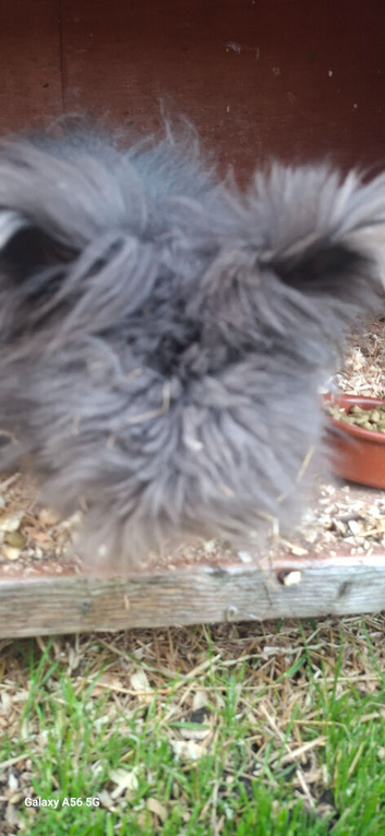 Angora x