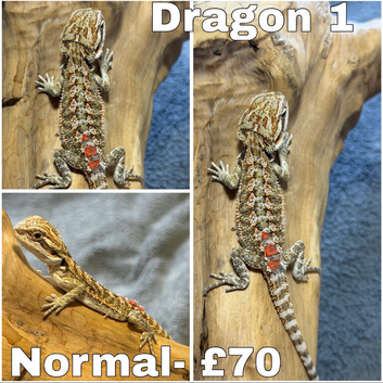 STUNNING BEARDIES- JUNE 12th