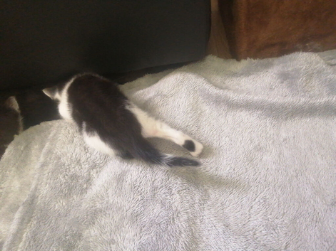Male black and white markings kitten, blue eyes