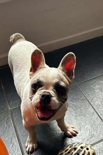 The cutest fawn pied frenchie pup needing a home