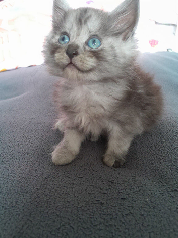 Maincoon x scottish and calico x scottish